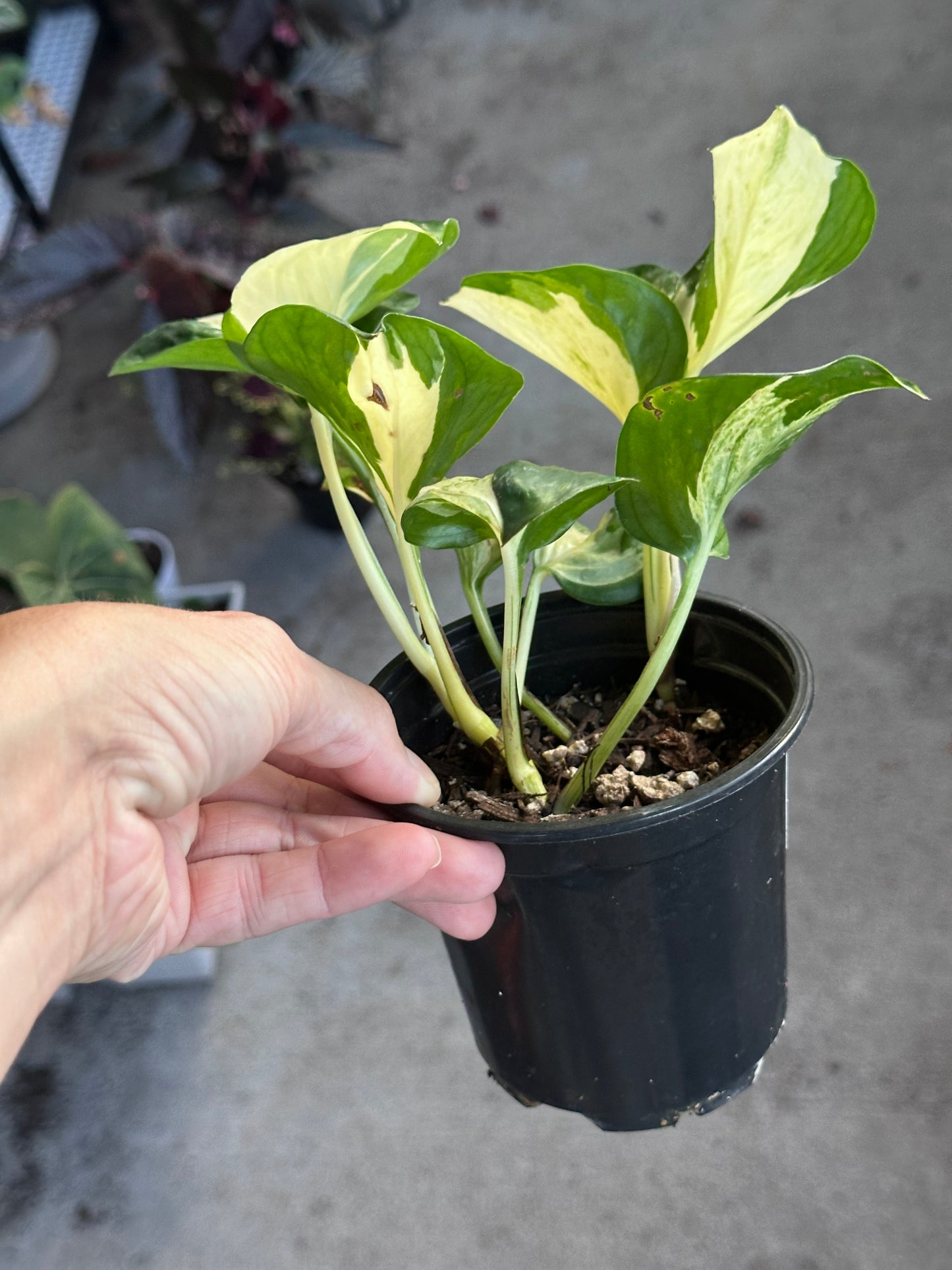 Manjula Pothos (Epipremnum aureum)