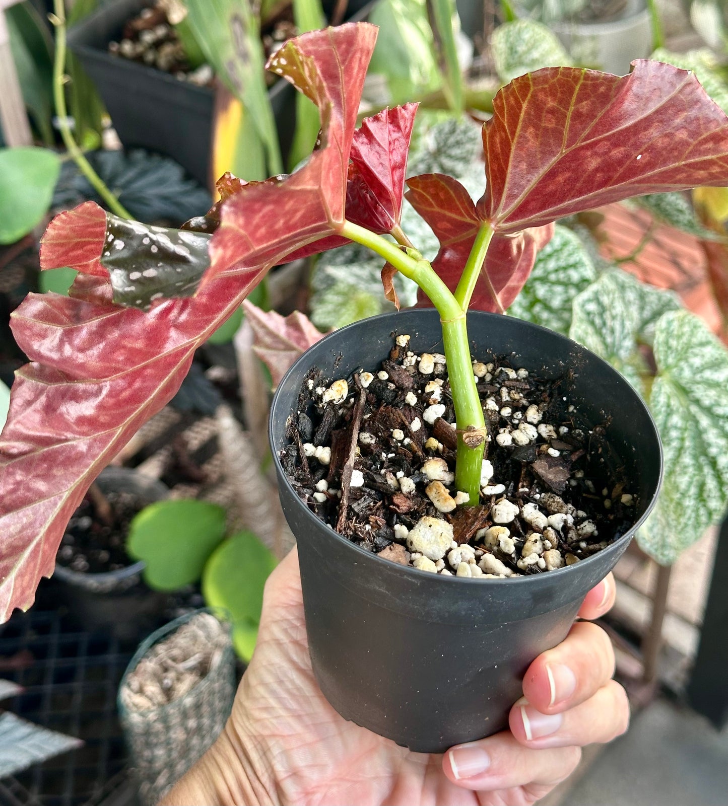 Begonia 'Crackling Rosie'