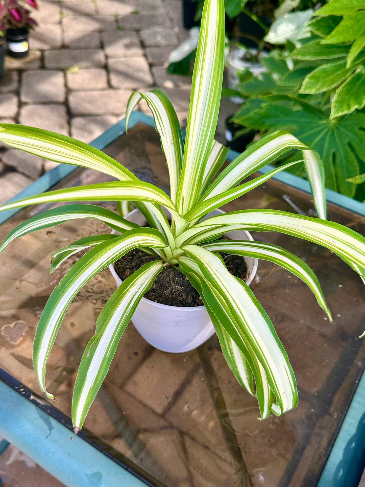 Variegated Spider Plant 4”