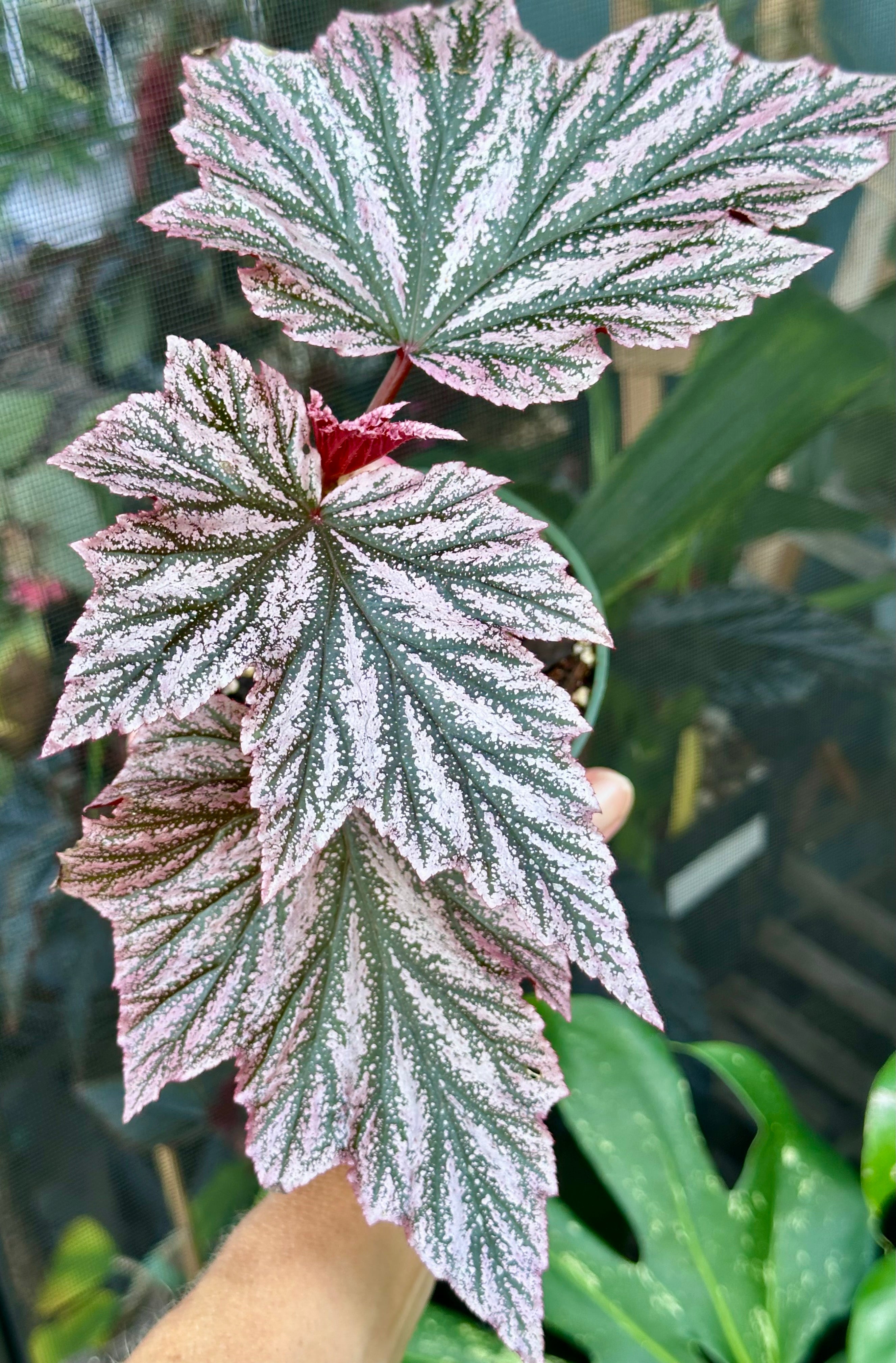 Begonia Pink Minx 4