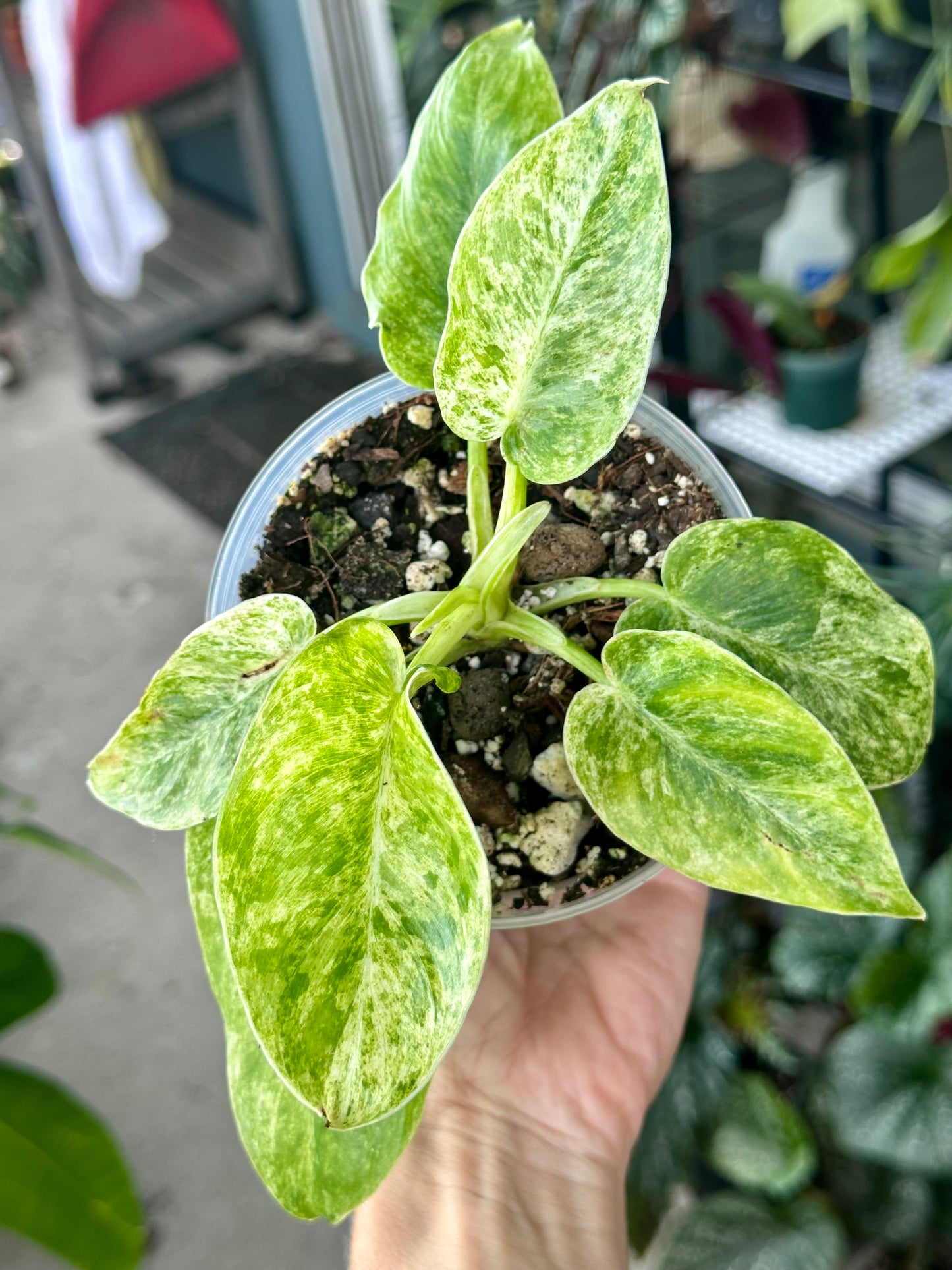 Philodendron Giganteum 'Blizzard'