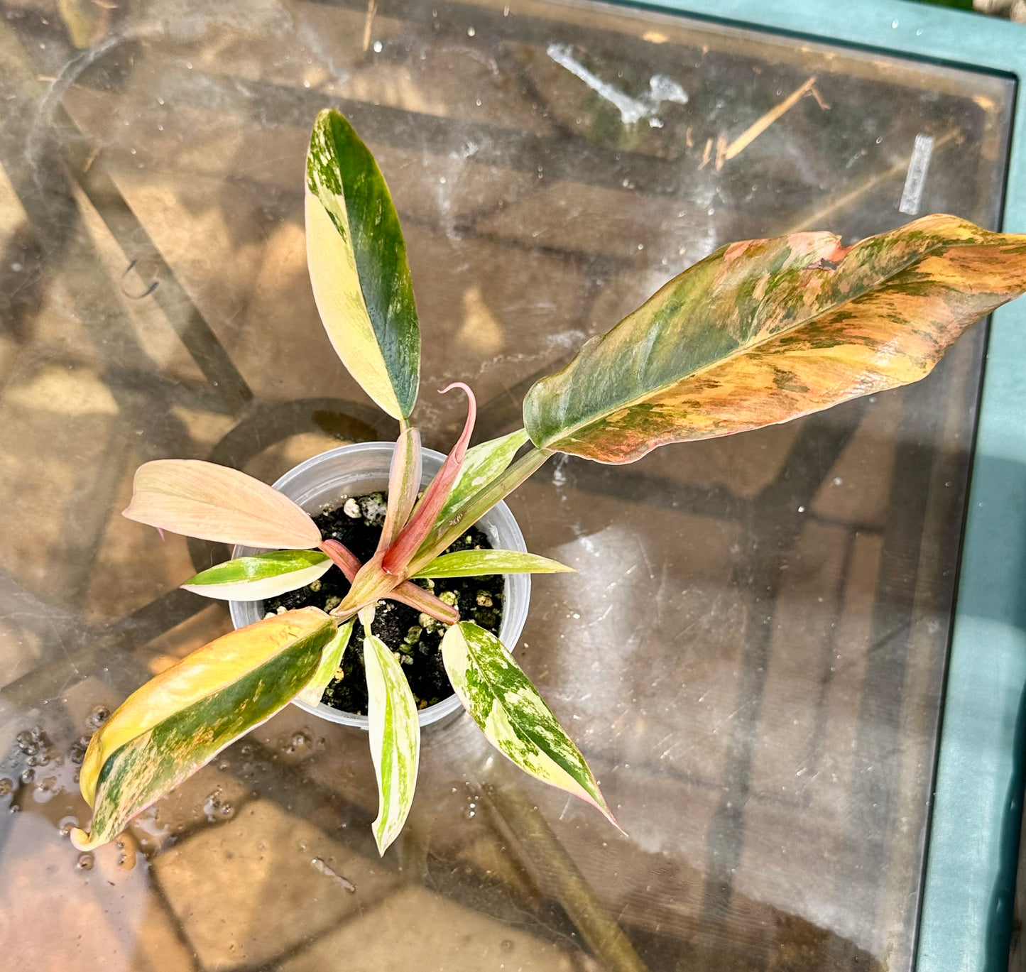Caramel Marble Philodendron #3