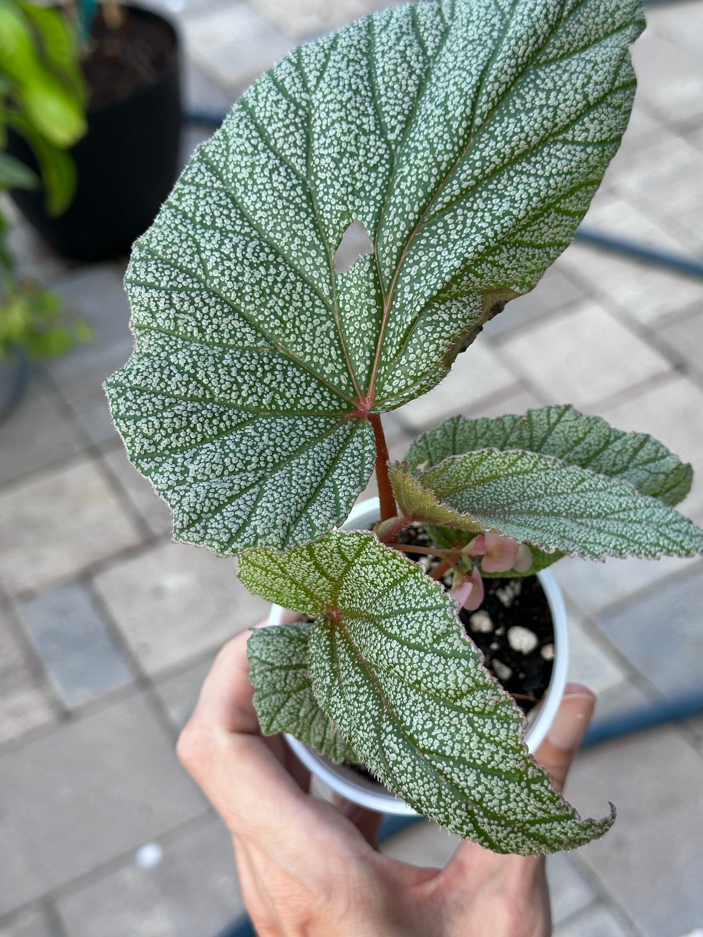 Begonia Sinbad