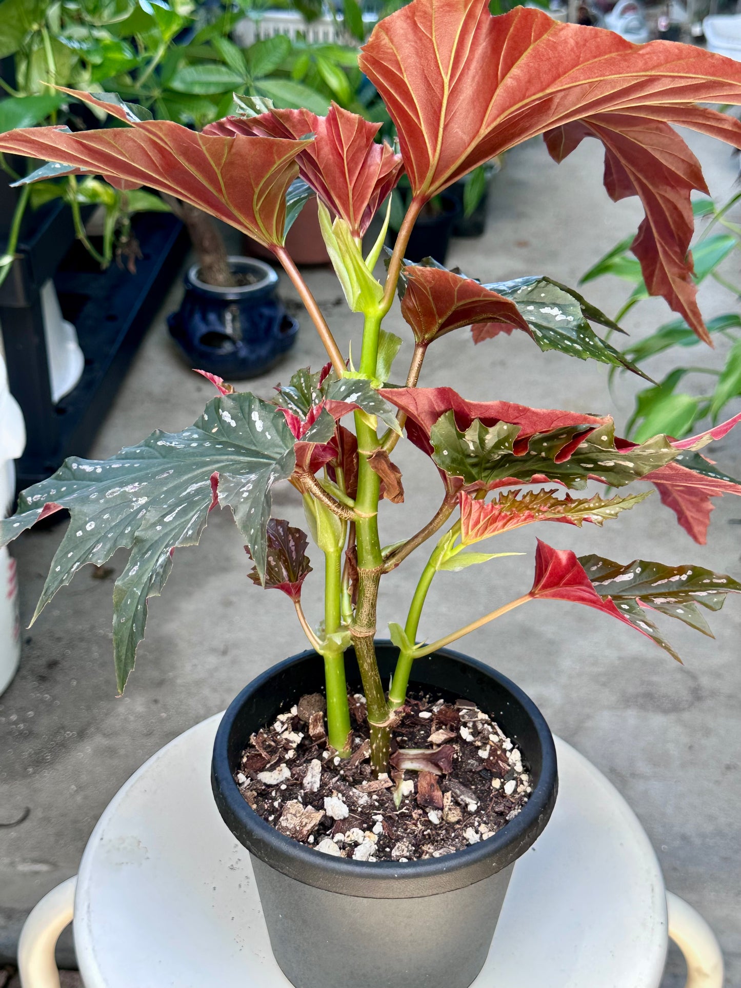 Lady Vanderwilt Begonia 5”