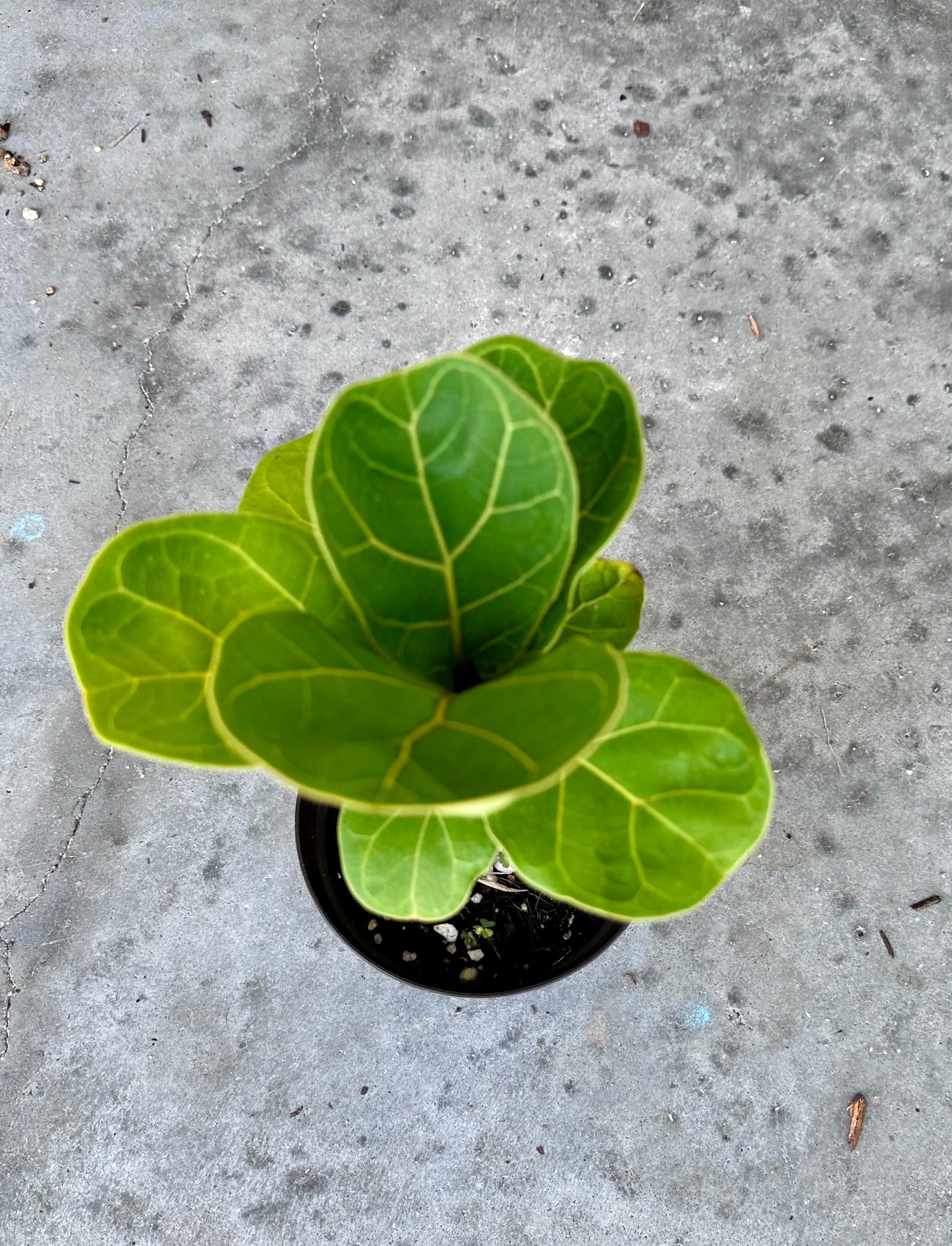Dwarf Fiddle Leaf Fig (Ficus Lyrata)