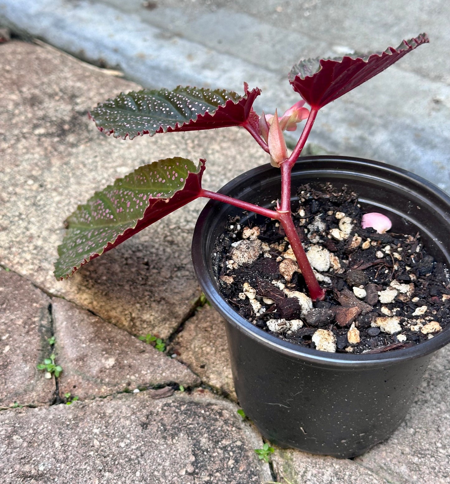 Begonia Benigo | Rare Begonia Plant