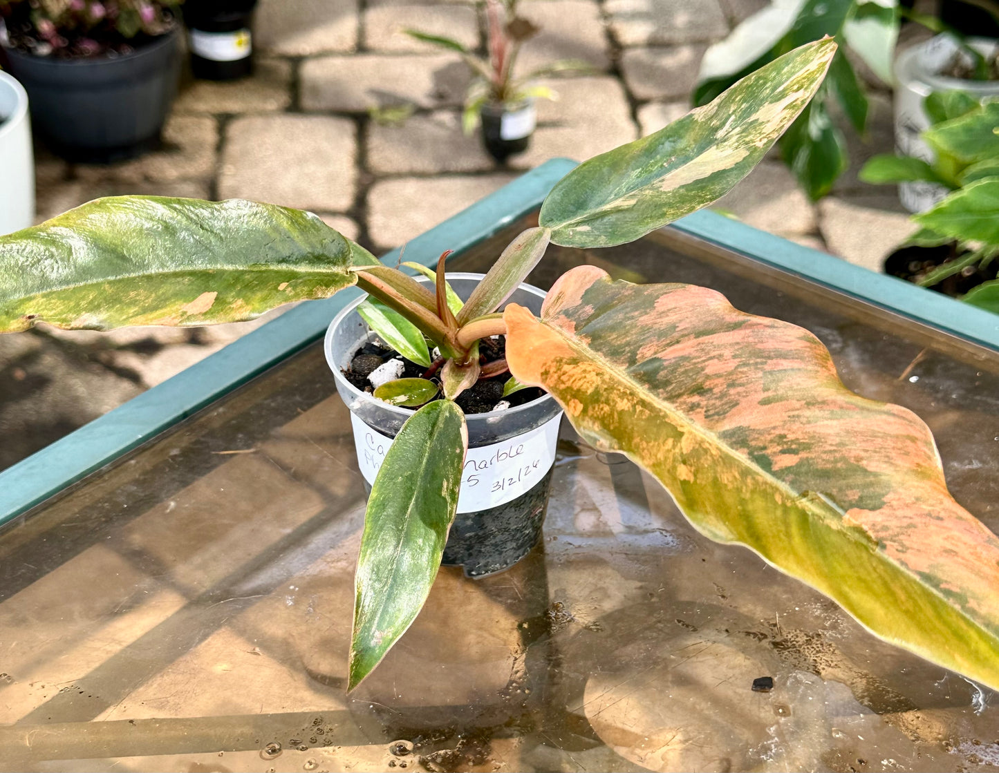 Caramel Marble Philodendron #5