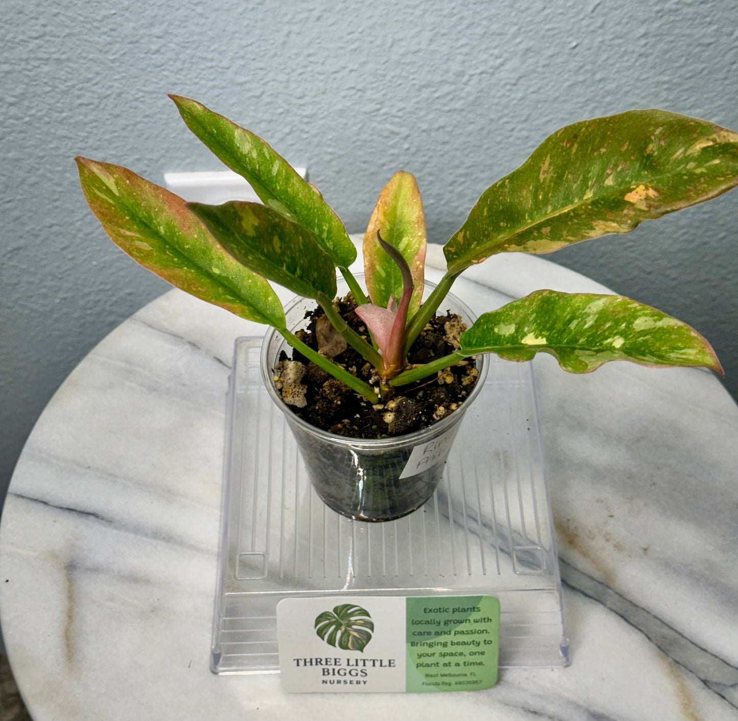 Ring of Fire Philodendron #4