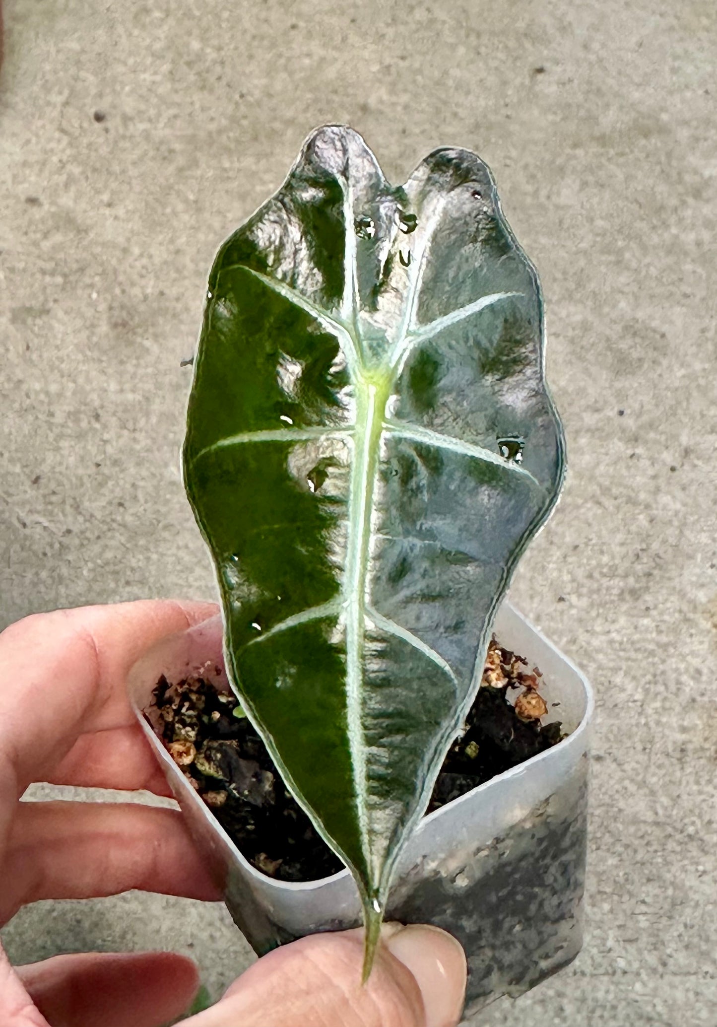 Alocasia Polly pup