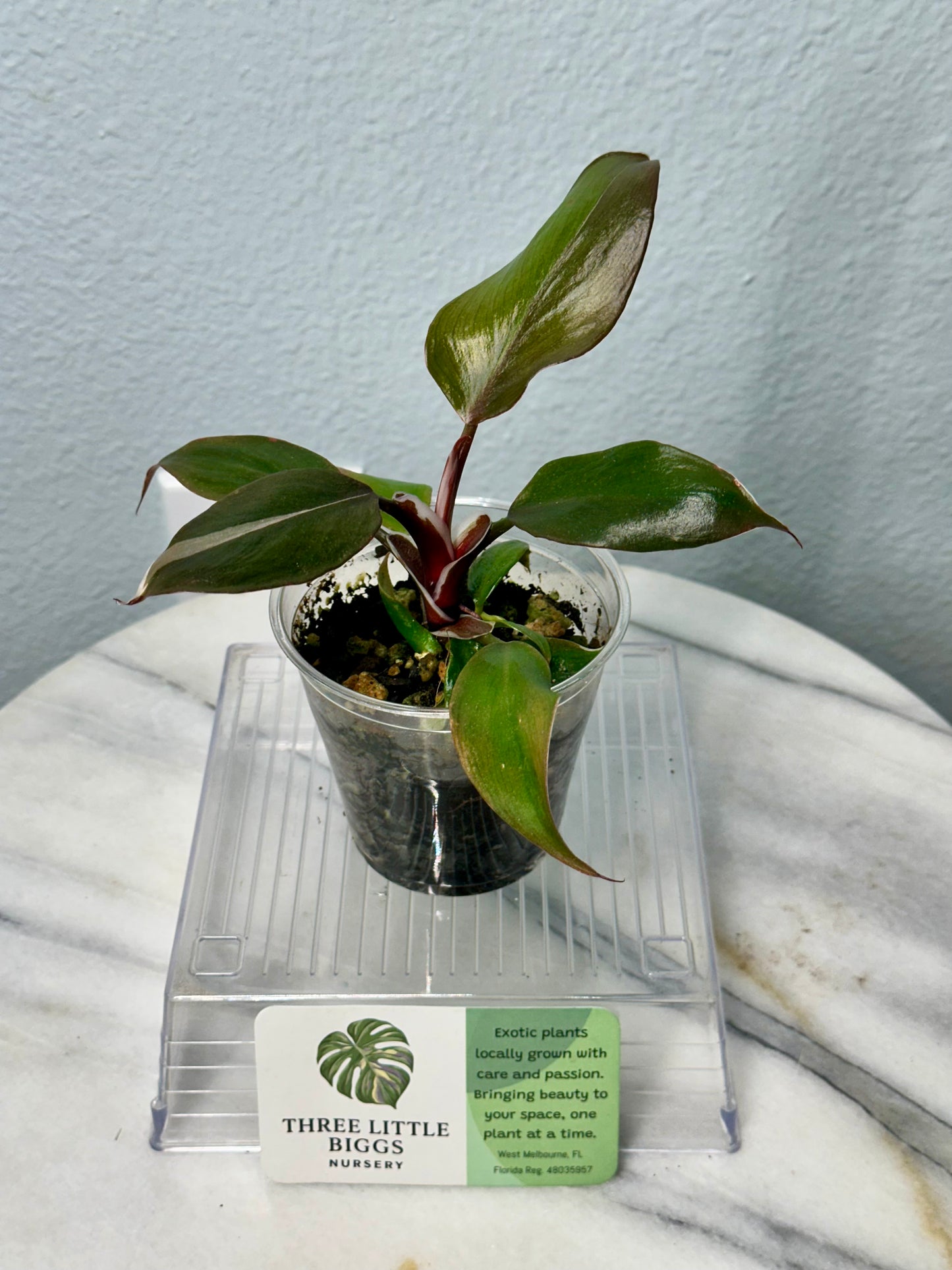 White Knight Philodendron