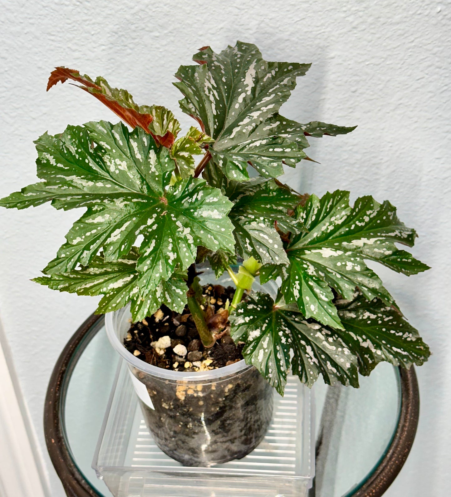 Lady Vanderwilt Begonia 5”