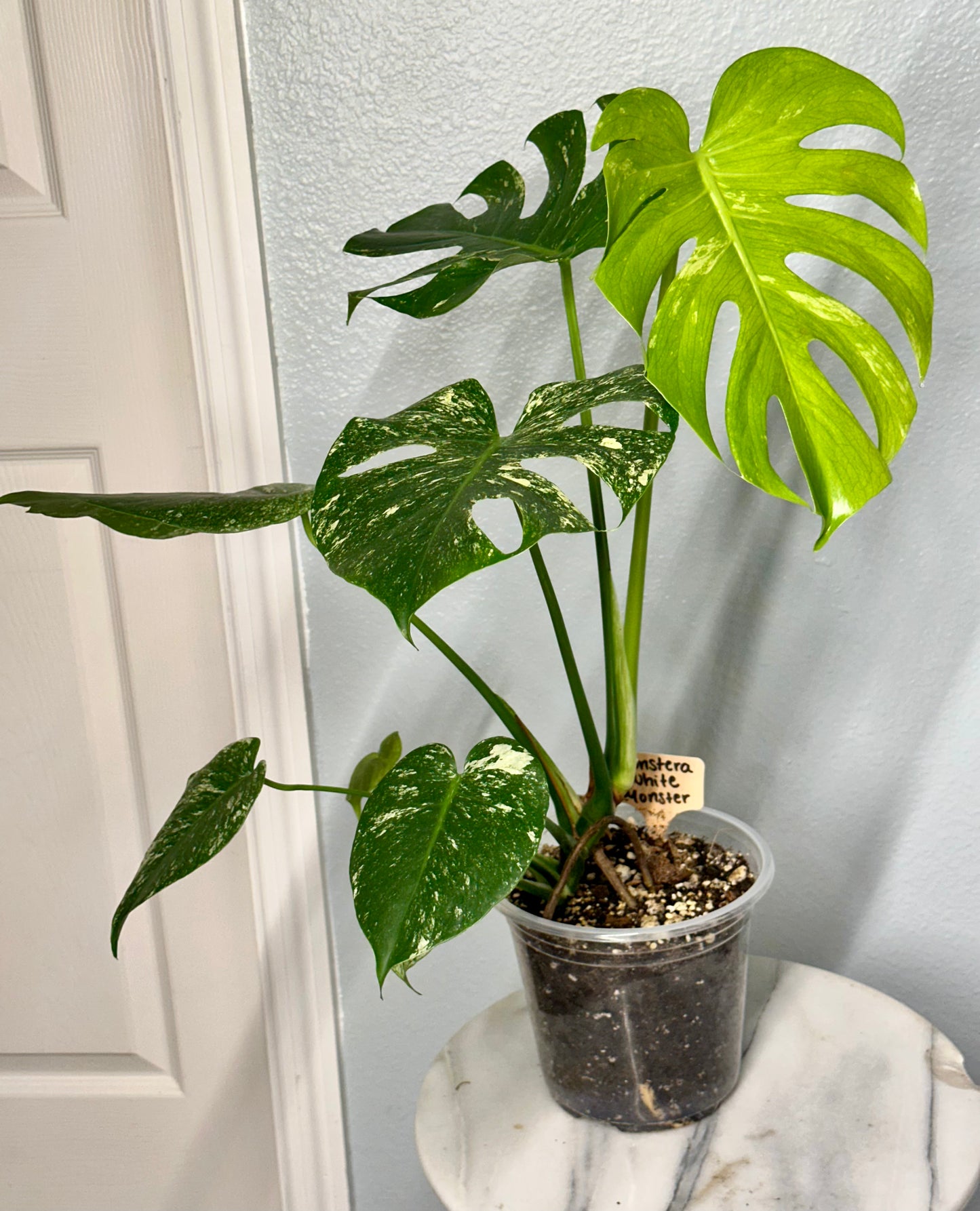 Monstera Deliciosa “White Monster”