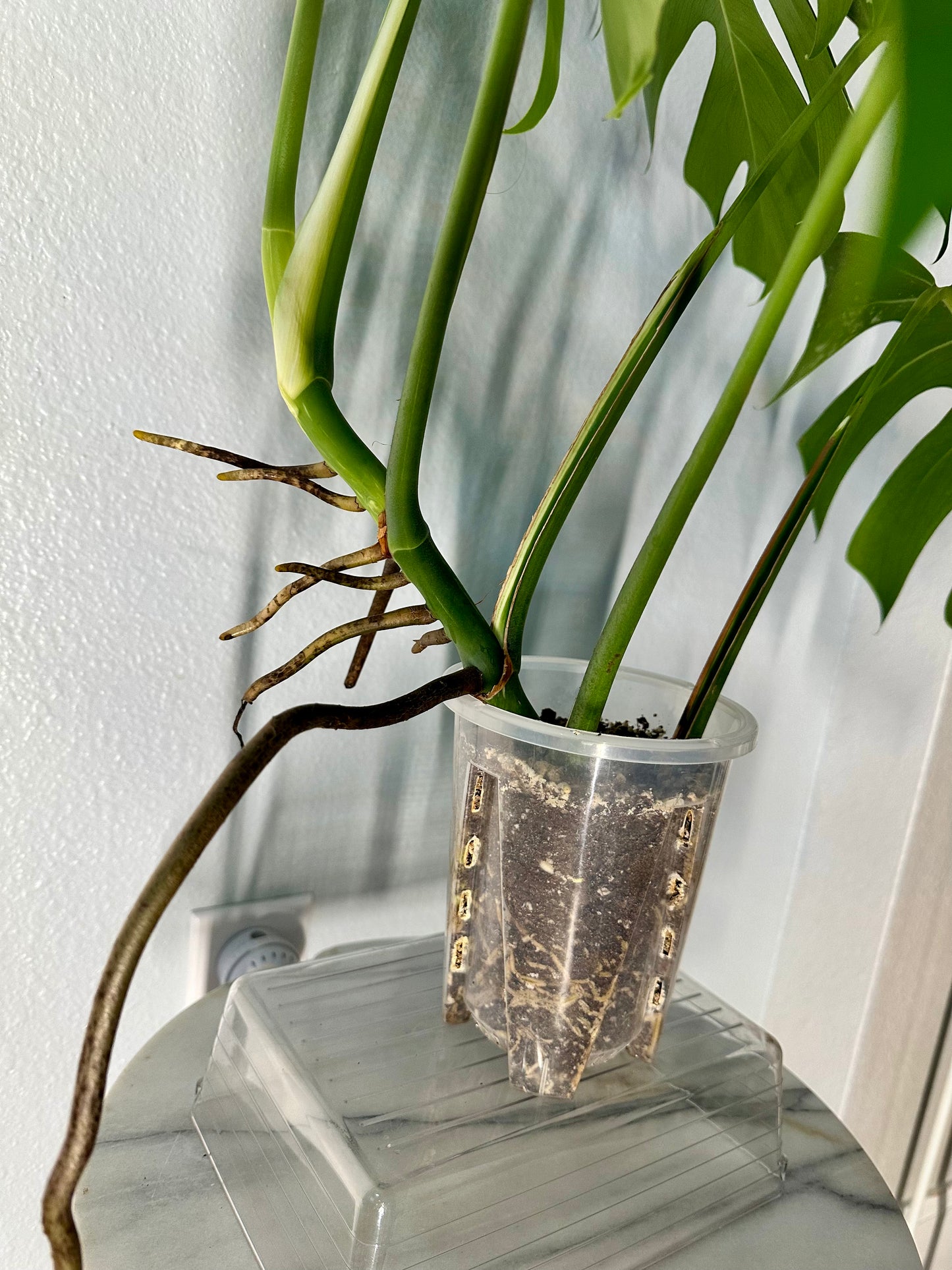 Monstera Borsigiana Albo- Double Mutated