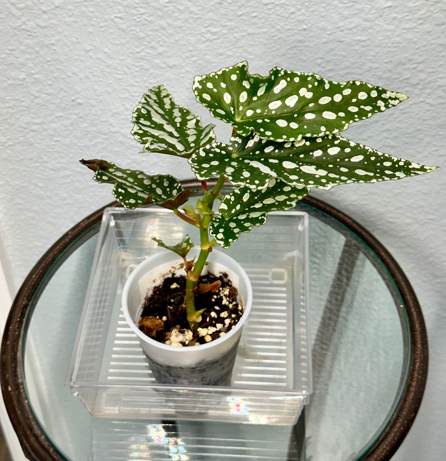 Begonia Maculata "White Ice"