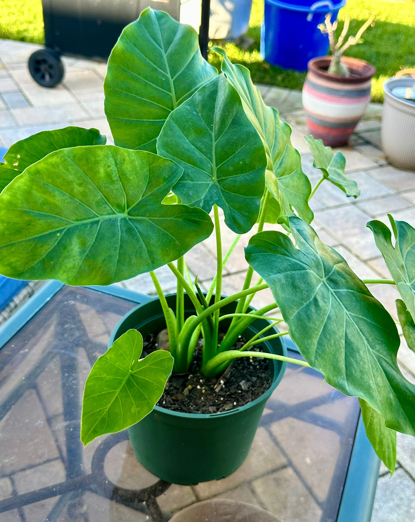 Alocasia Gageana