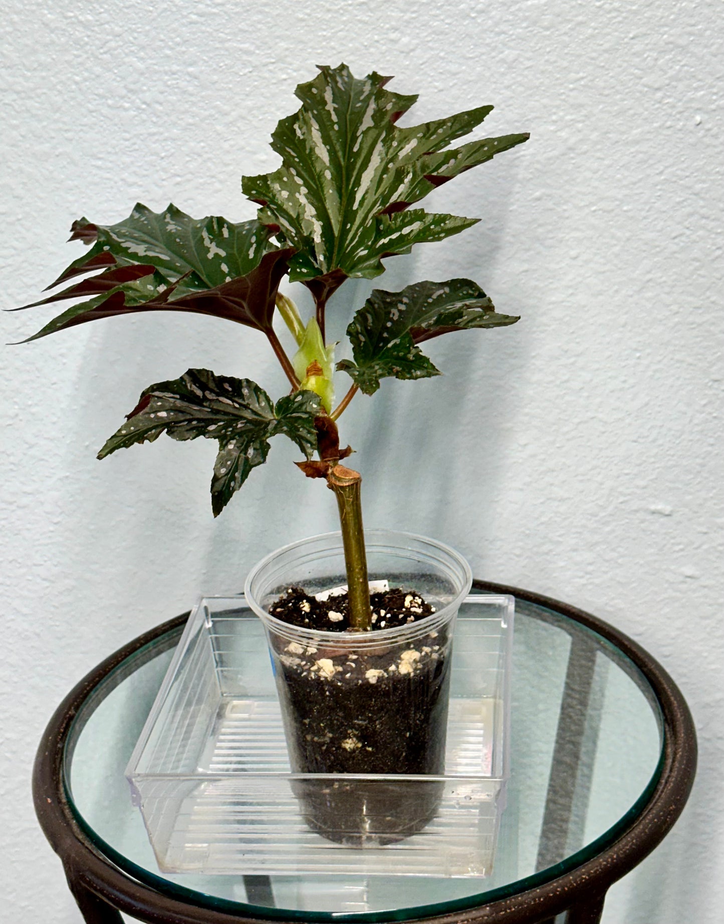 Lady Vanderwilt Begonia 4”