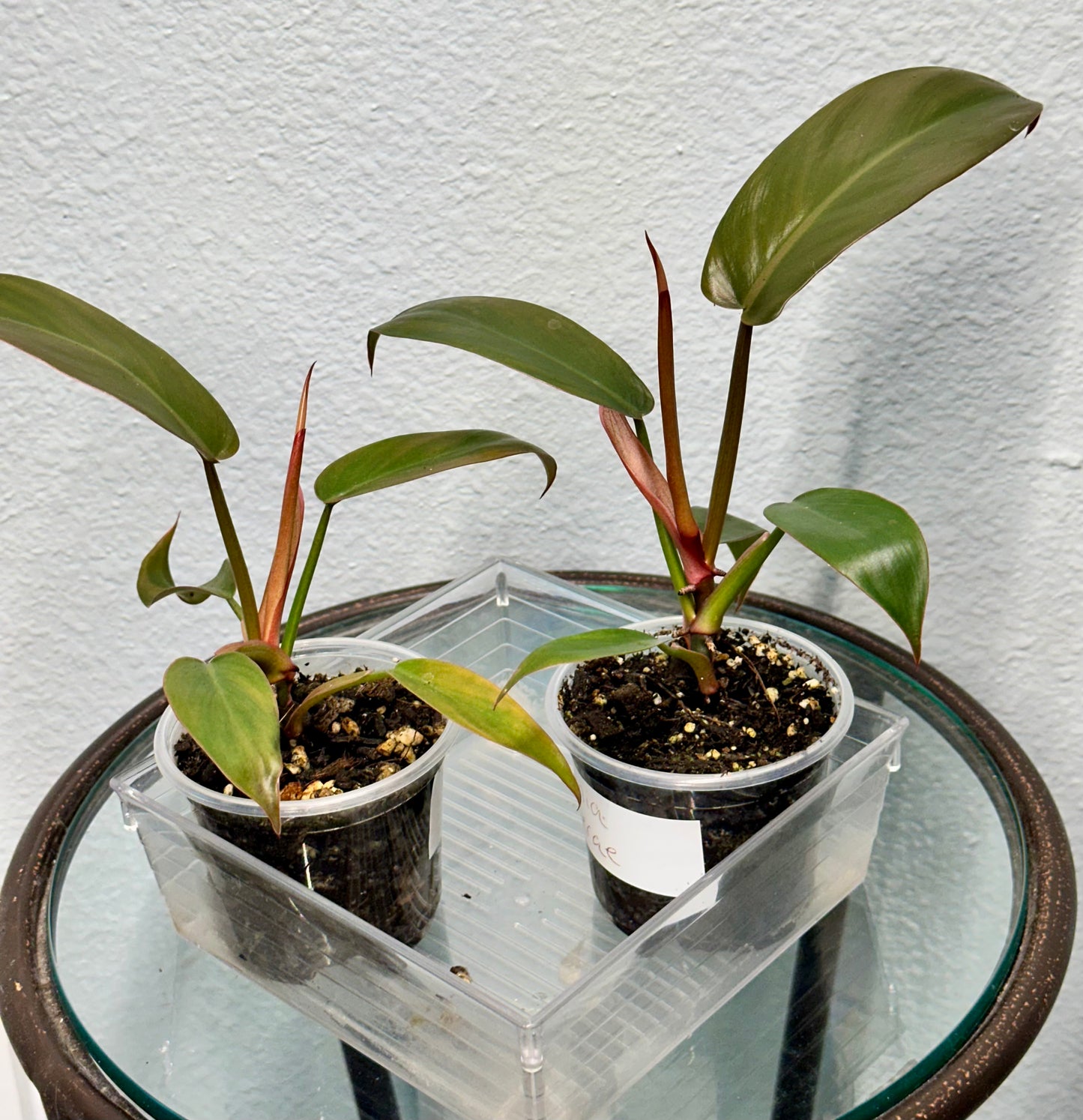 Florida Bronze Philodendron