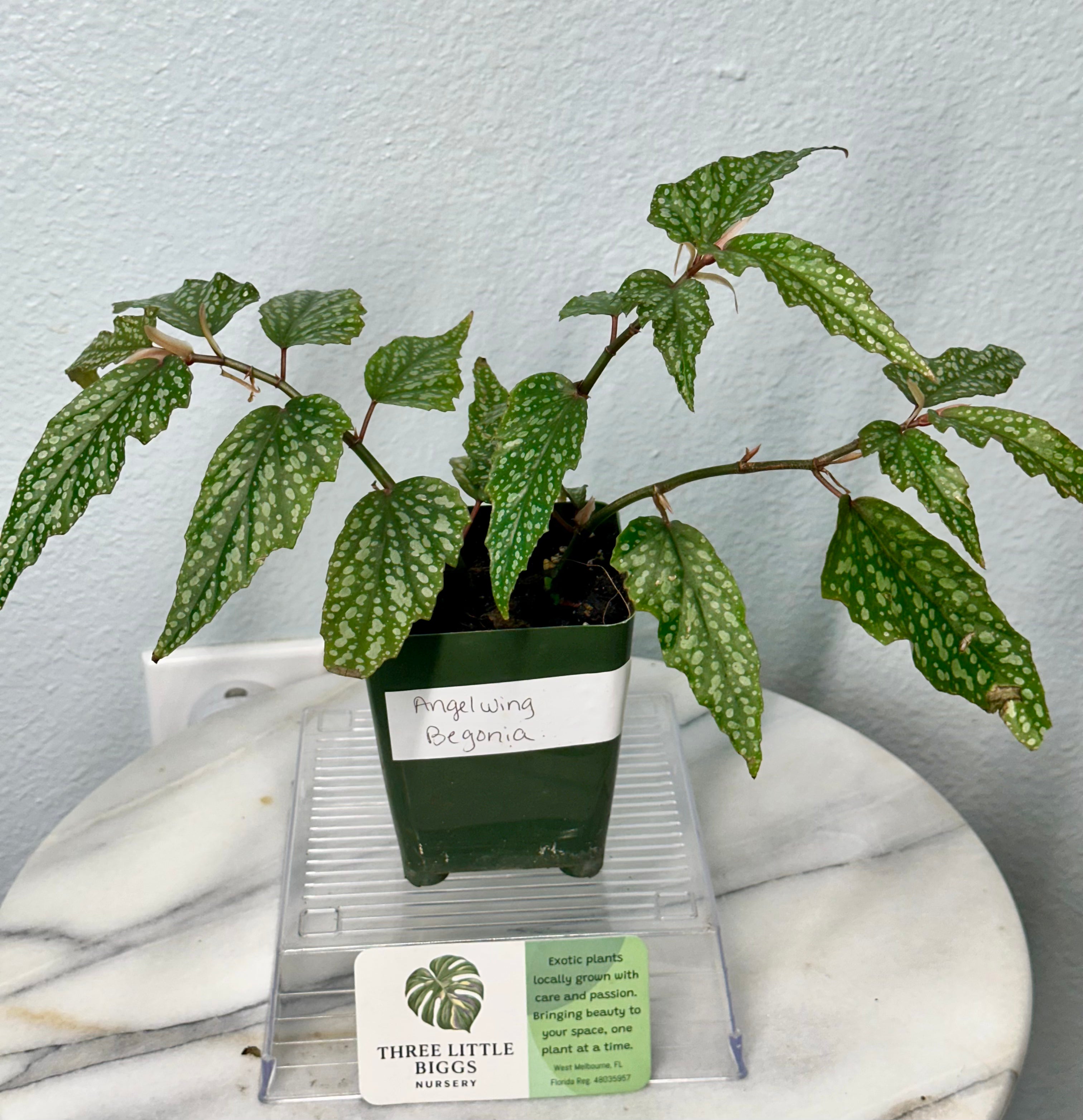Angel Wing Begonia | Florida‑Grown Begonia | Local – Three Little