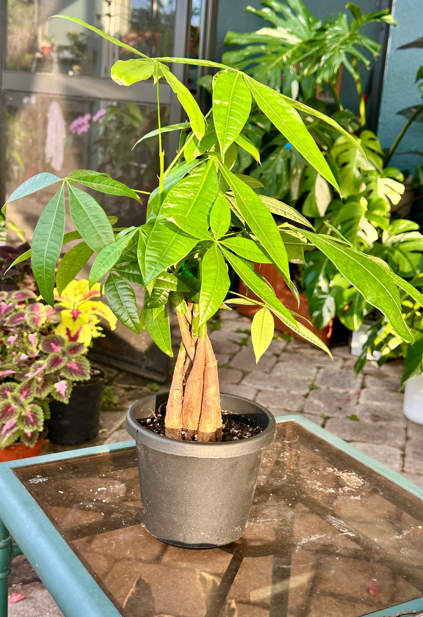 Money Tree (Pachira aquatica)