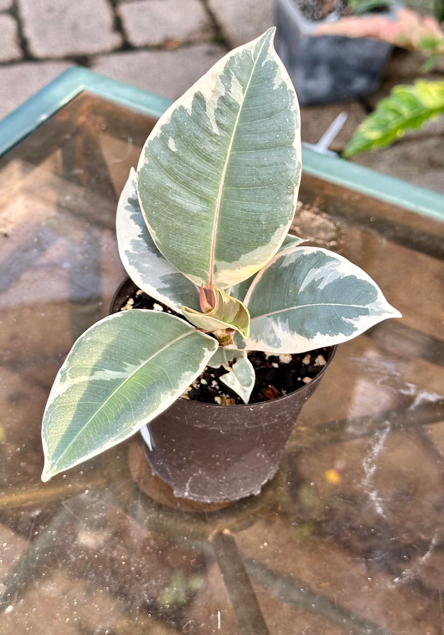 Ficus Elastica “Tineke”
