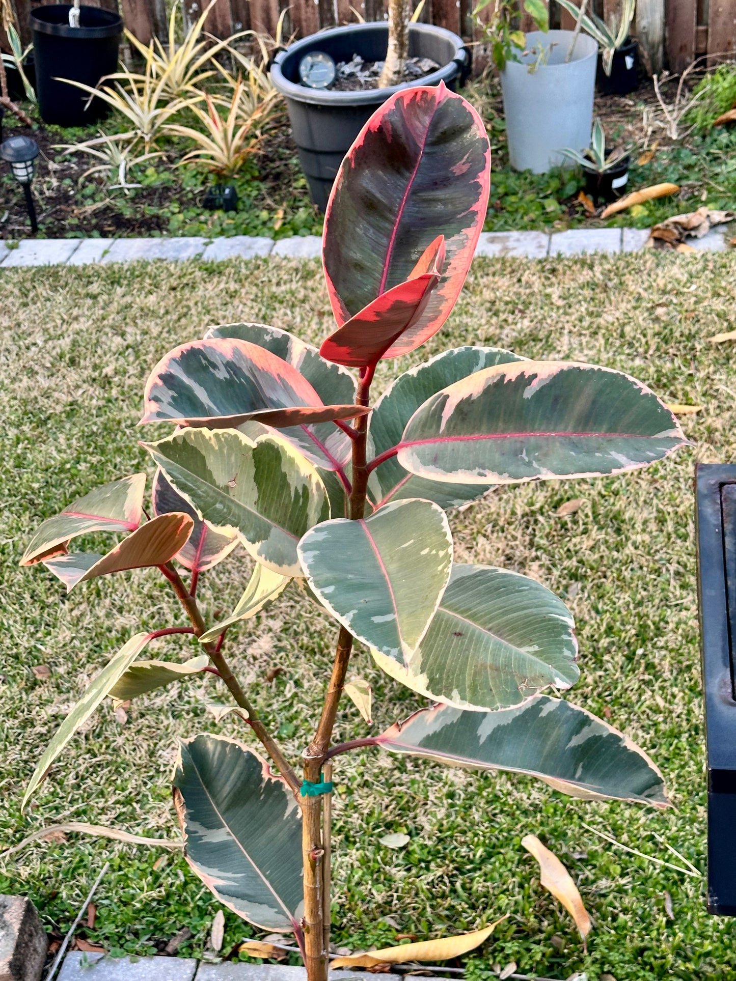Ficus Elastica “Ruby”