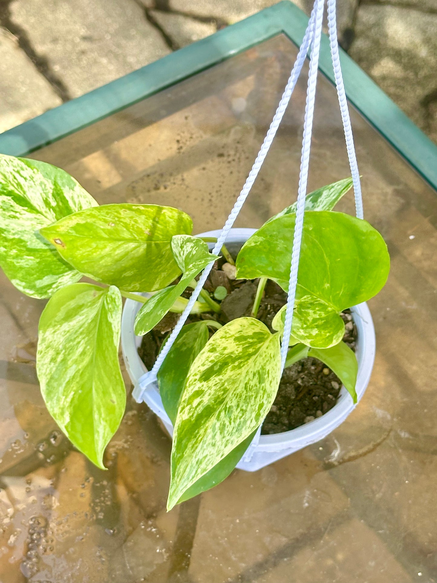 Marble Queen Pothos hanging basket