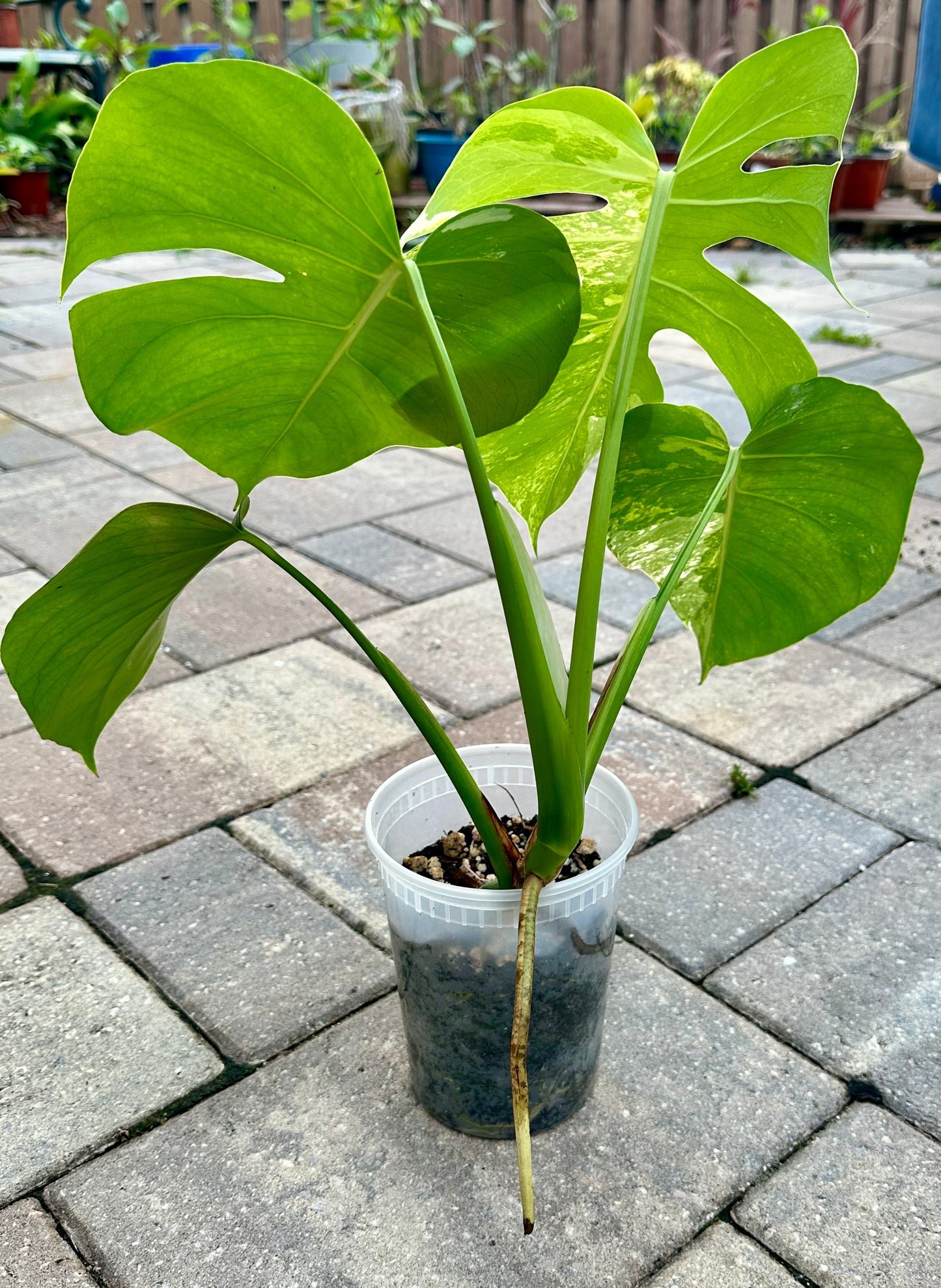 Monstera Deliciosa Albo