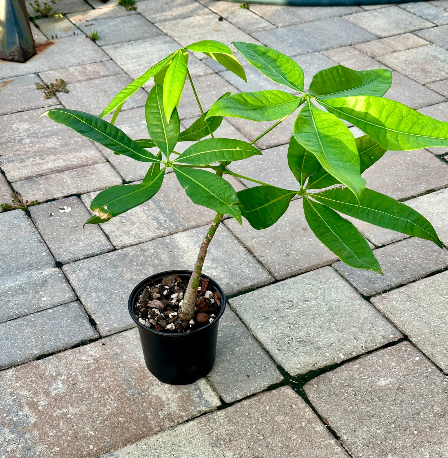 Money Tree (Pachira aquatica)