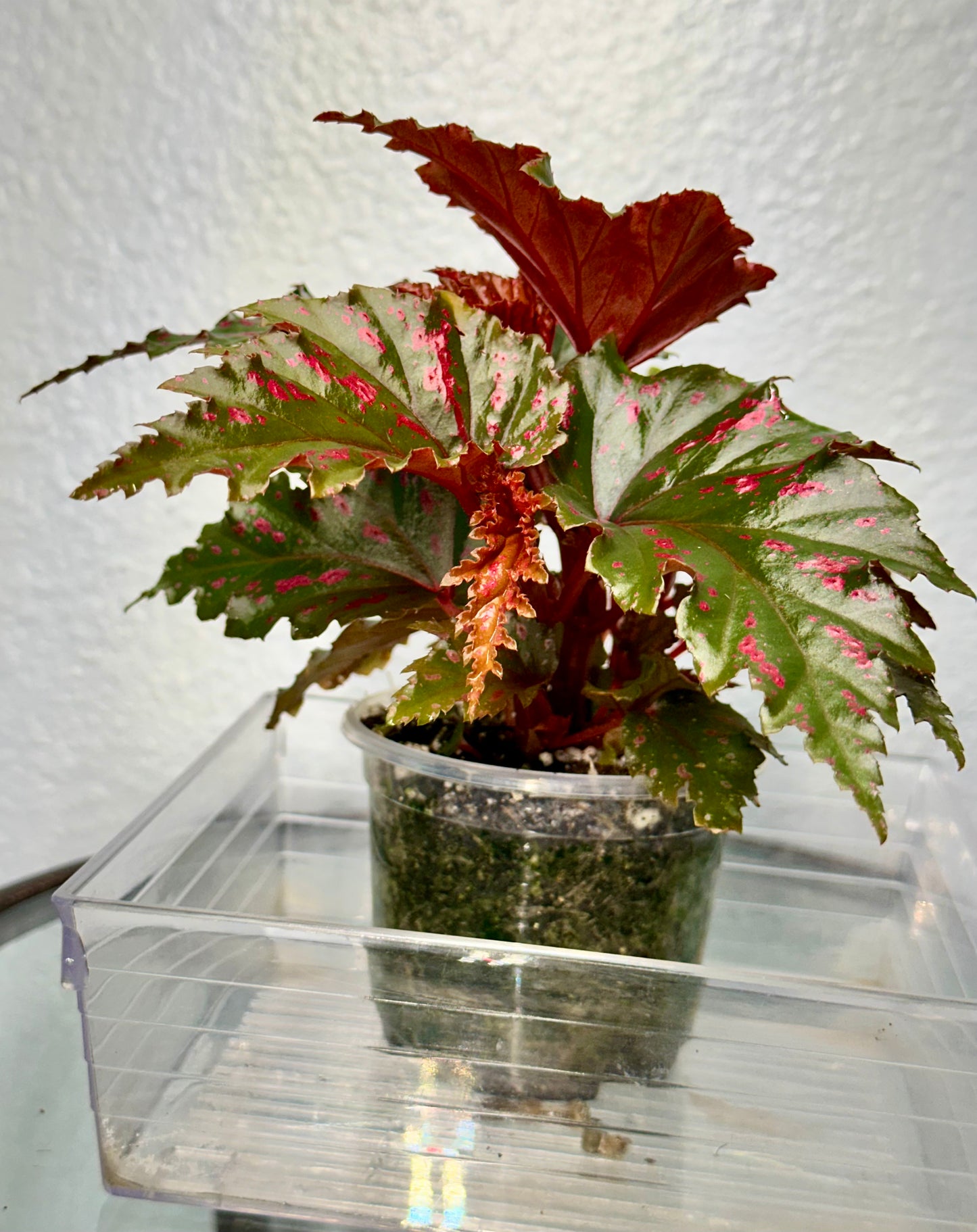 Begonia Serratipetala