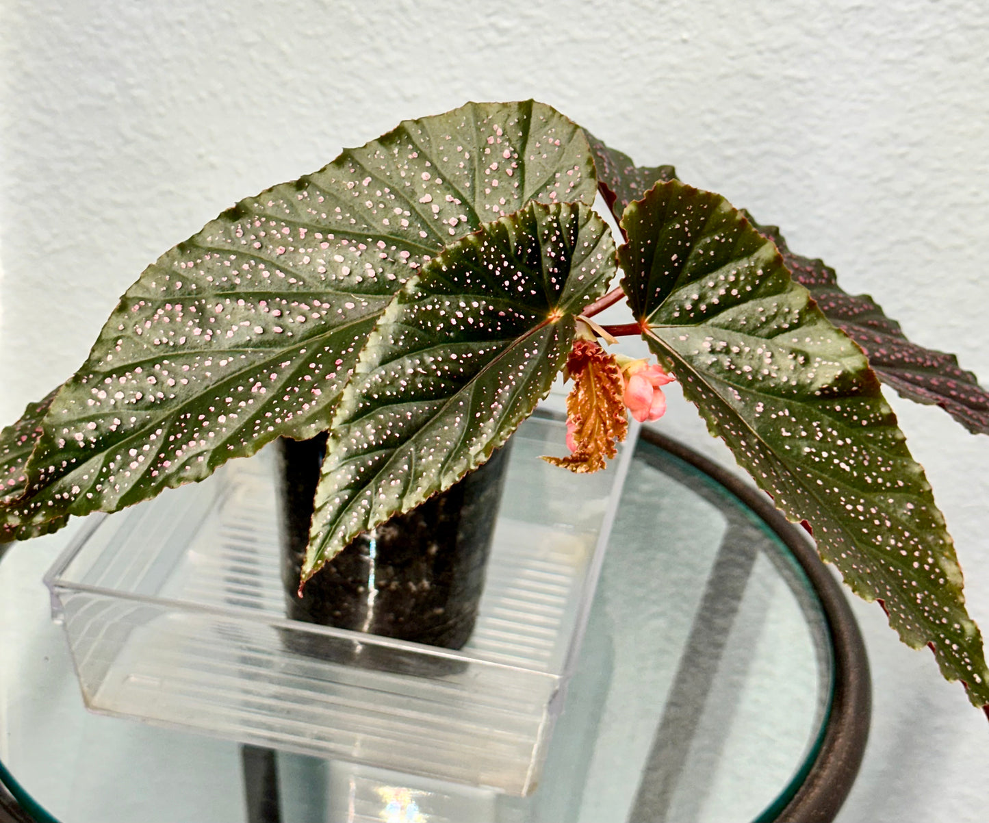 Begonia Benigo | Rare Begonia Plant