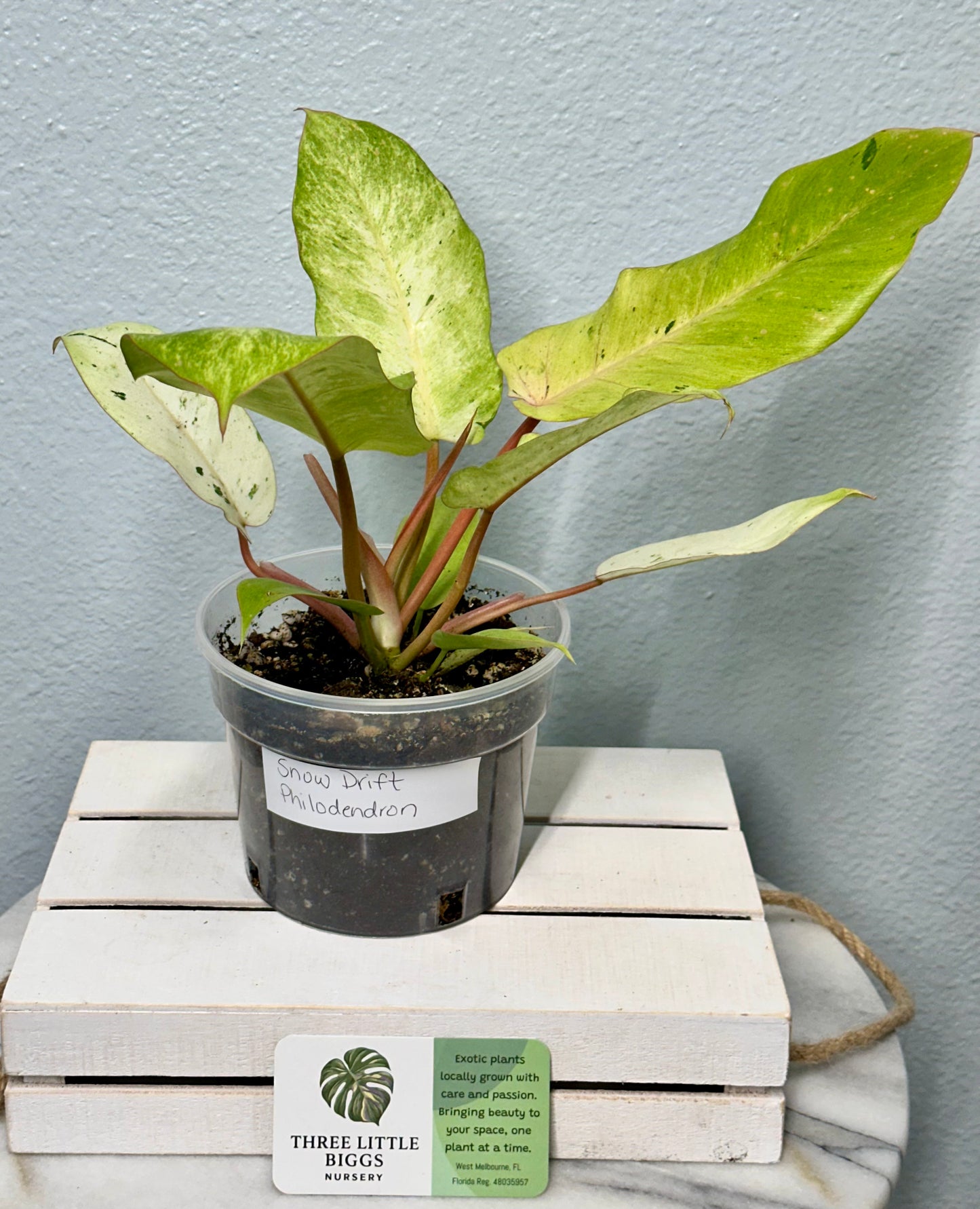 Snow-Drift-Philodendron