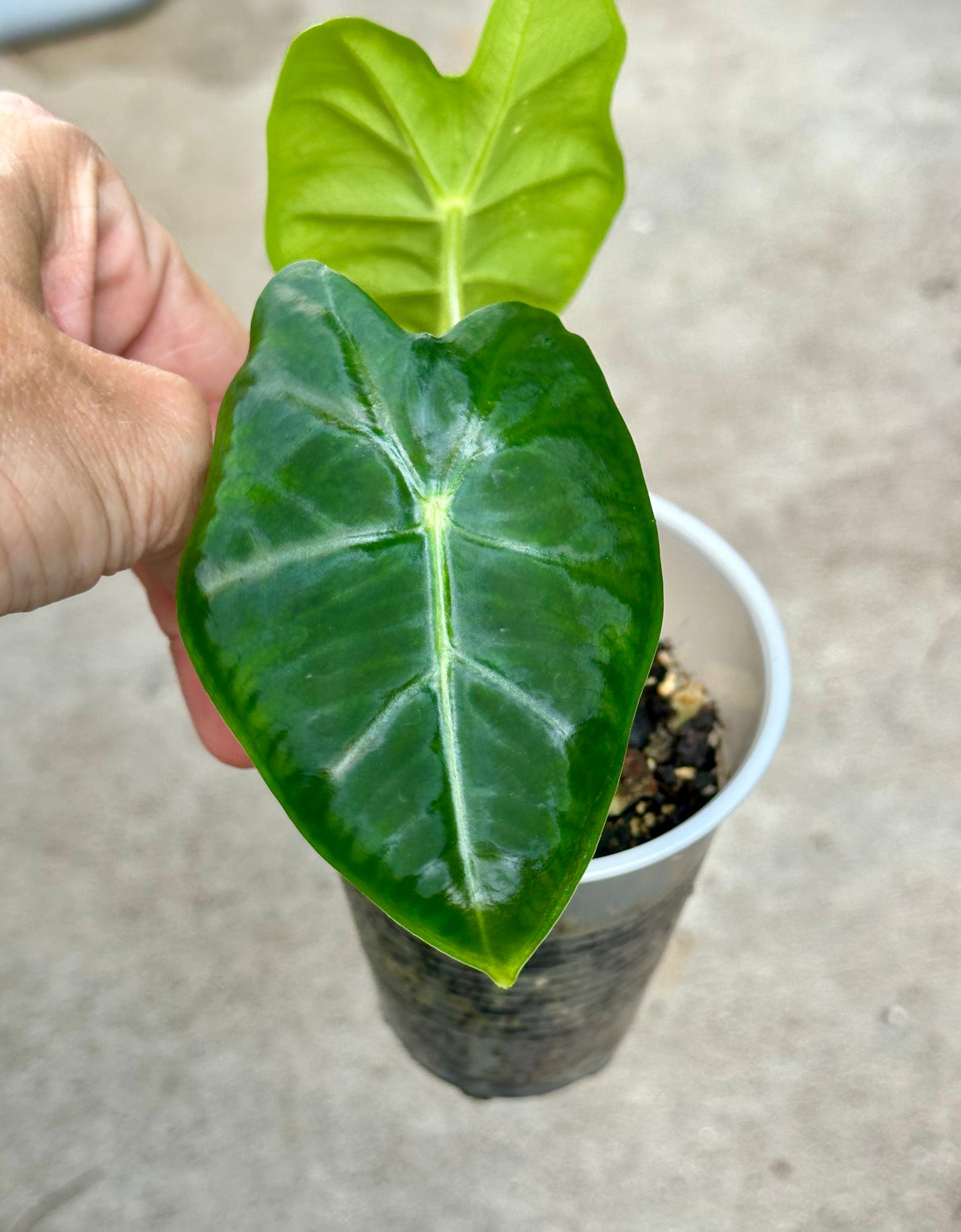 Alocasia Frydek pup