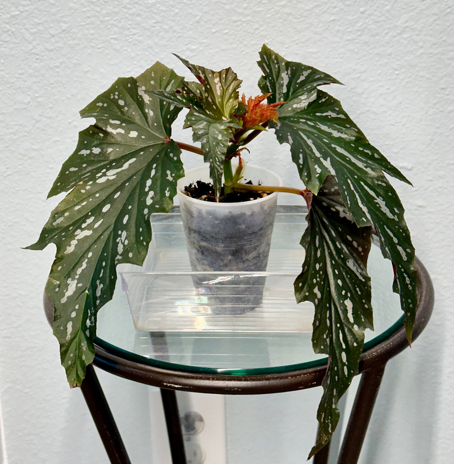 Lady Vanderwilt Begonia 3”