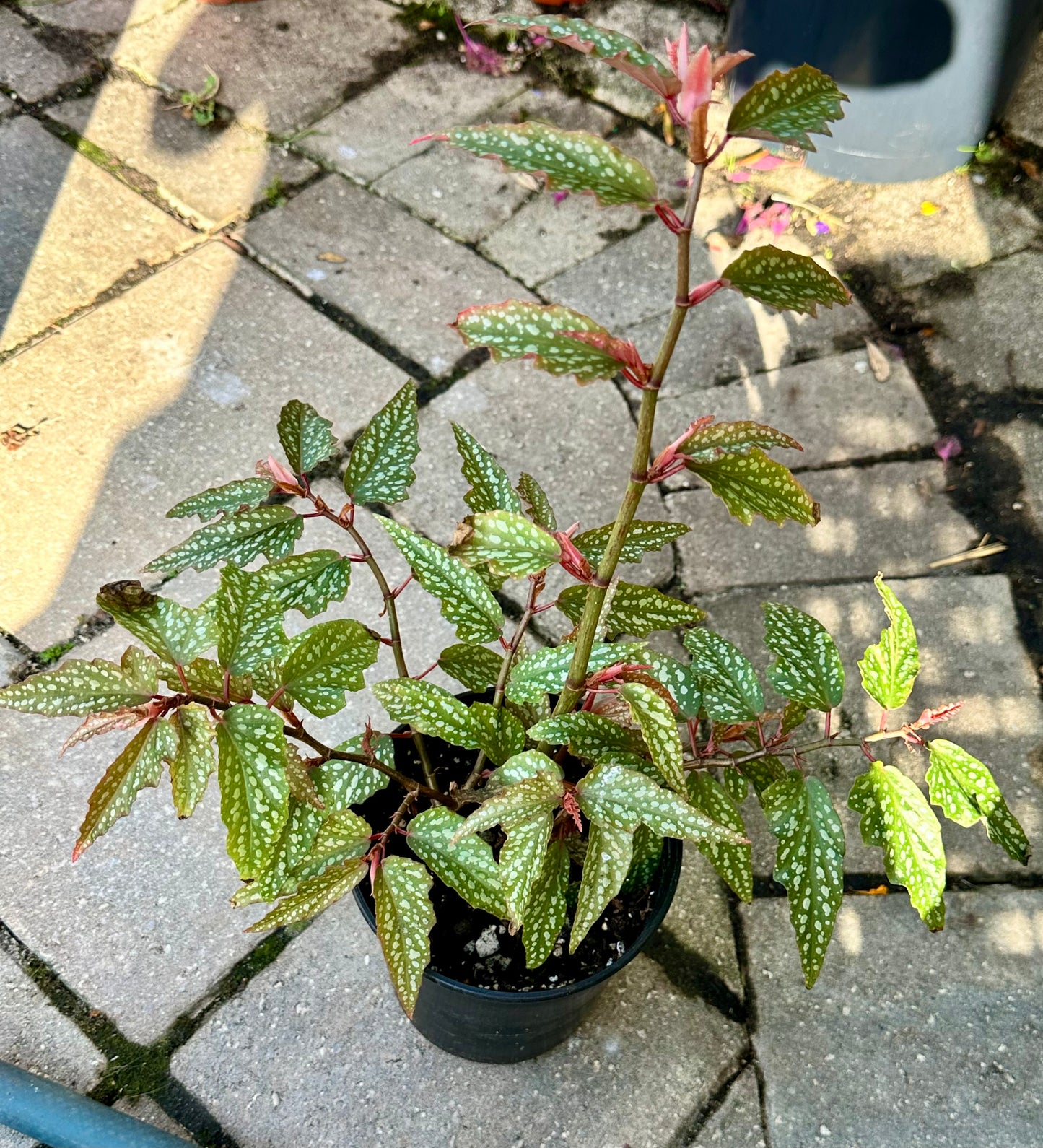Begonia Medora