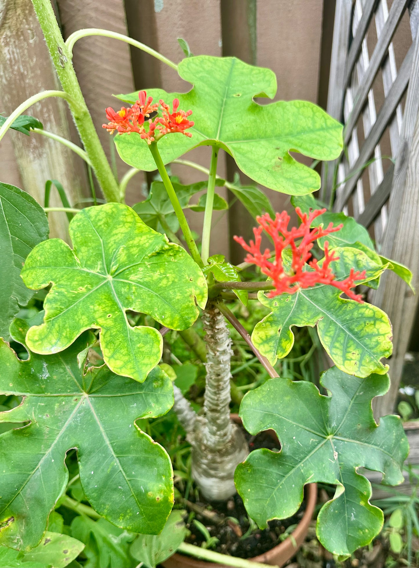 Jatropha Podagrica “Buddha Belly”