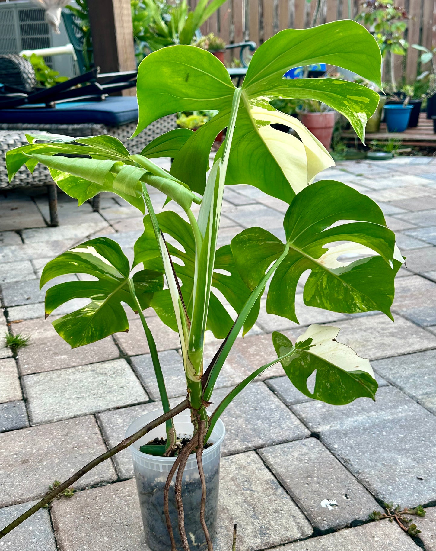 Large Monstera Deliciosa Albo – High Variegation