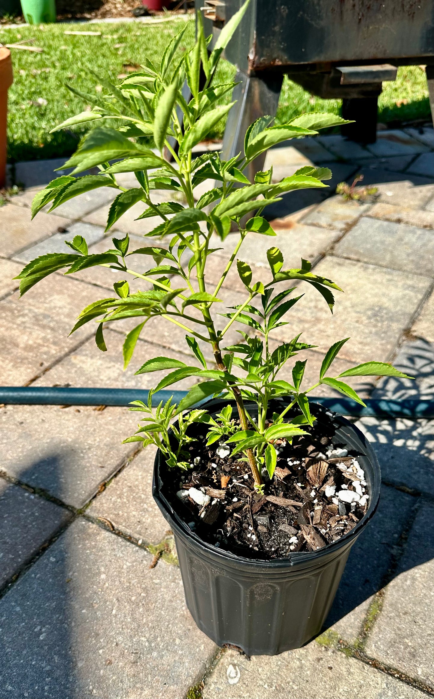 American Elderberry