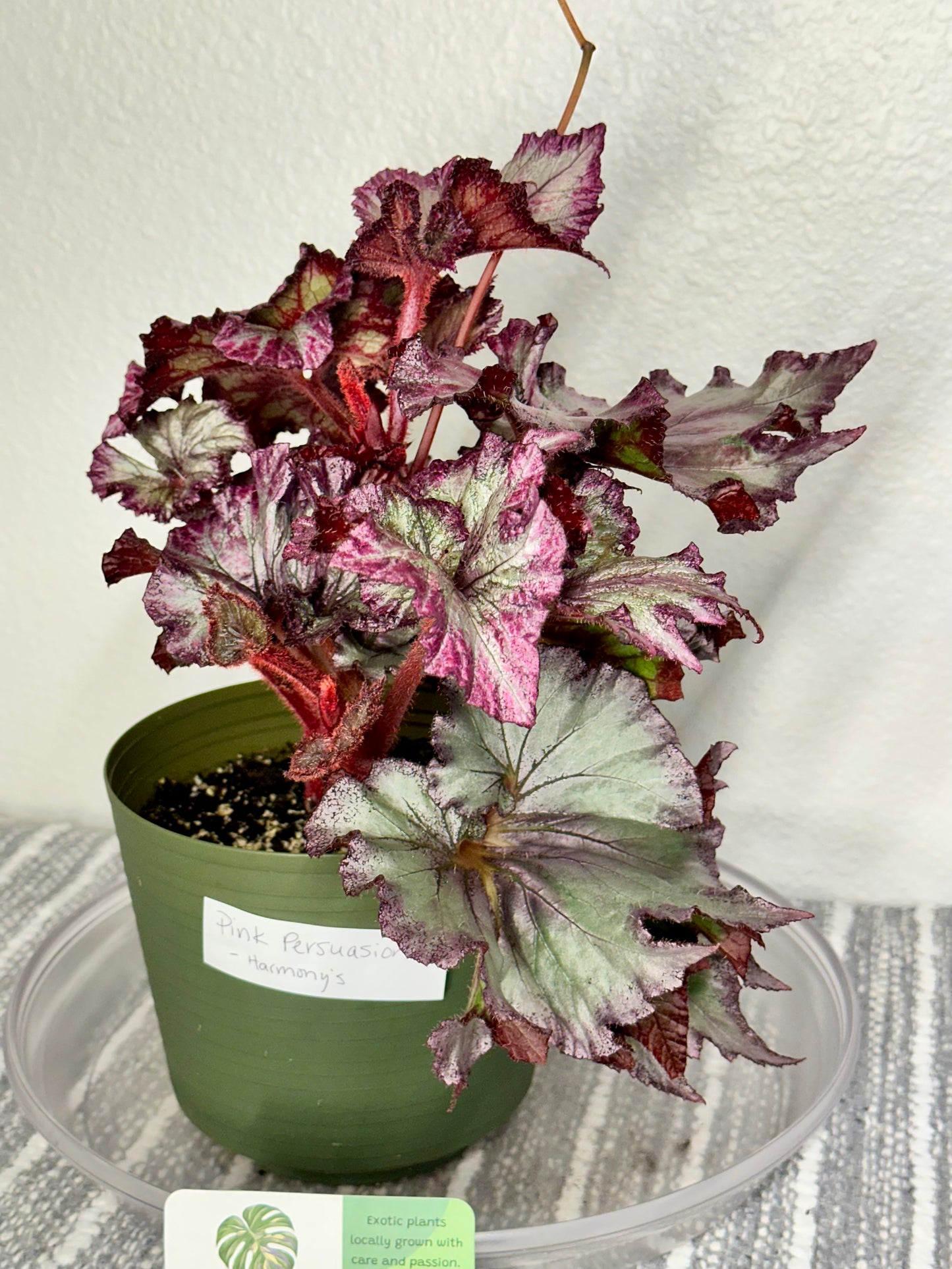 Begonia Rex “Pink Persuasion”