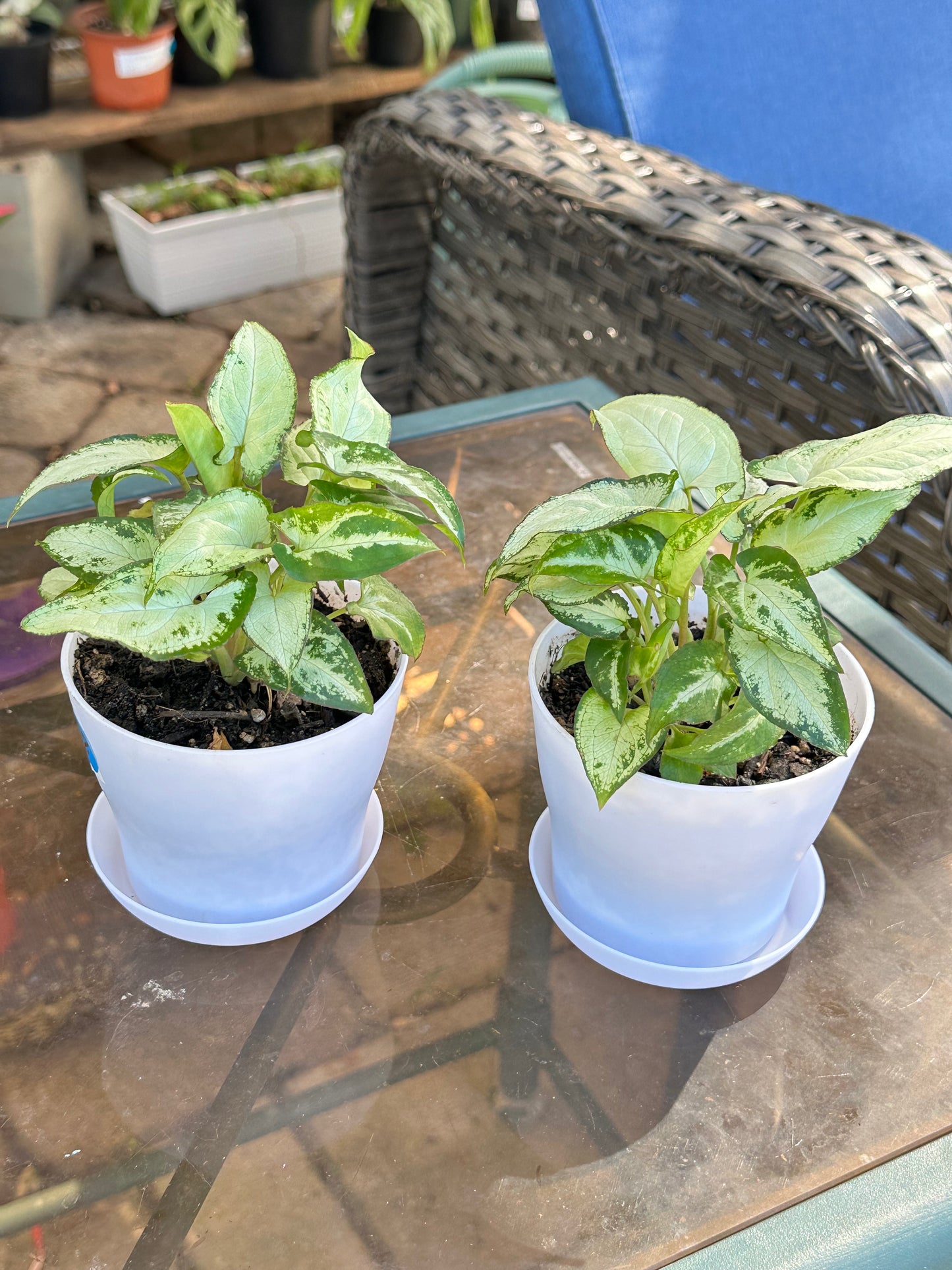 Syngonium “Holly M” (5”)