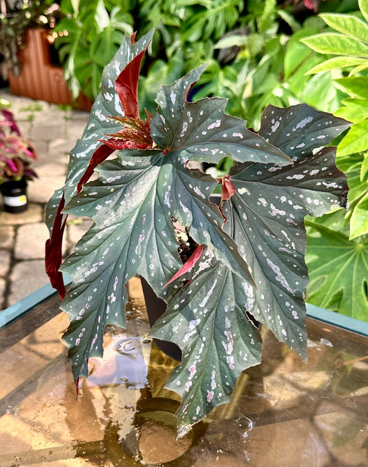 Begonia Lady Vanderwilt 4 inch starter plant
