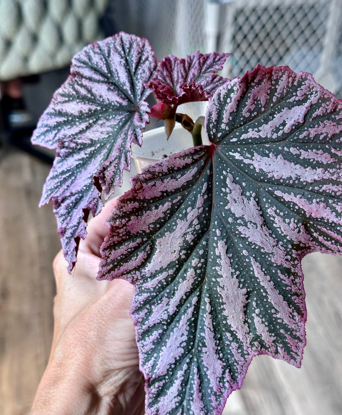 begonia-pink-minx