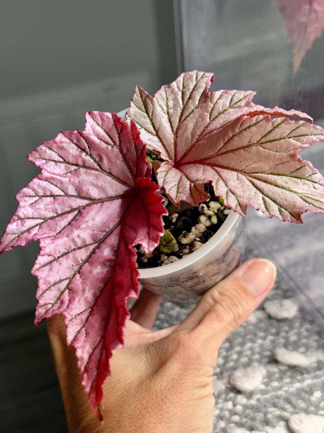 Why Begonias Are at the Heart of Three Little Biggs Nursery