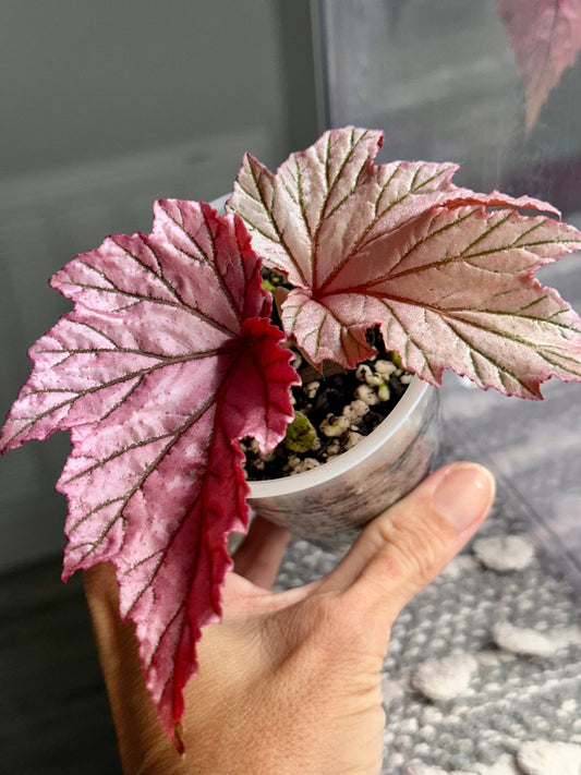 Why Begonias Are at the Heart of Three Little Biggs Nursery