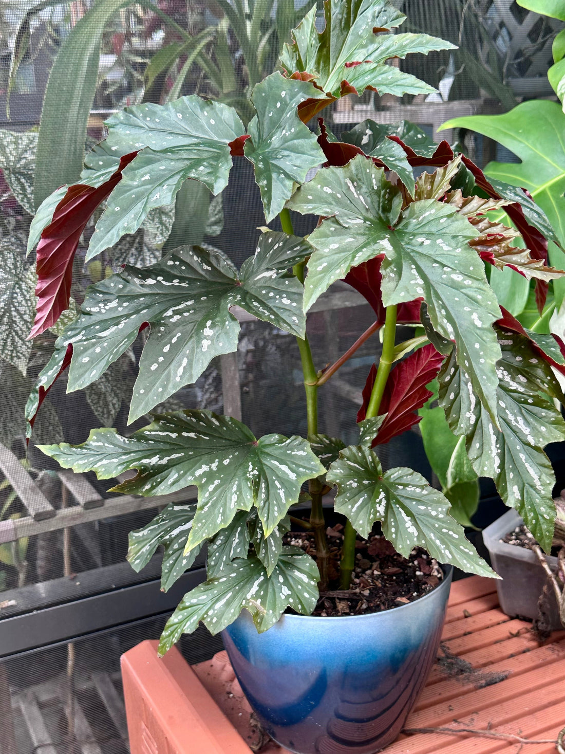 lady-varnderwilt-cane-begonia