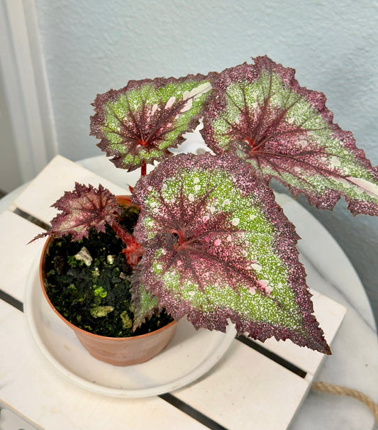 How to Water Begonias: Simple Tips for Healthy, Happy Plants