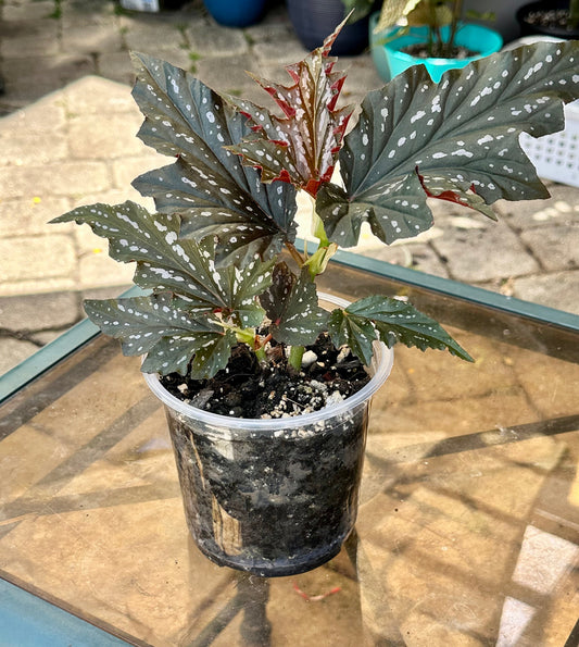 A Quick Look at Begonia ‘Lady Vanderwilt’ — A Soft, Elegant Standout