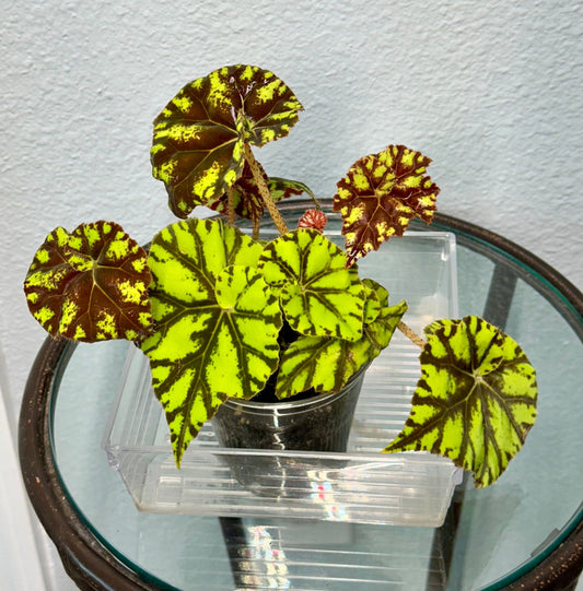 How to Save an Overwatered Begonia Before It’s Too Late