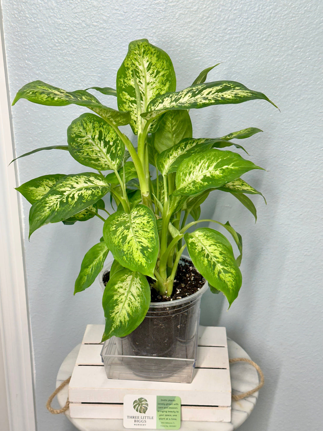 New to Plants? Start with These Easy Florida Favorites