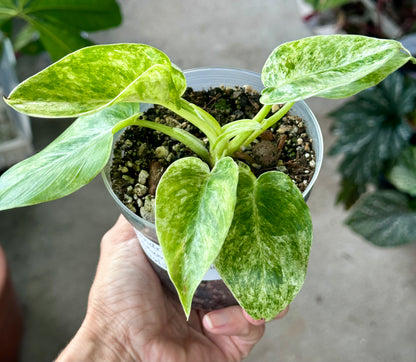 Philodendron Giganteum 'Blizzard'
