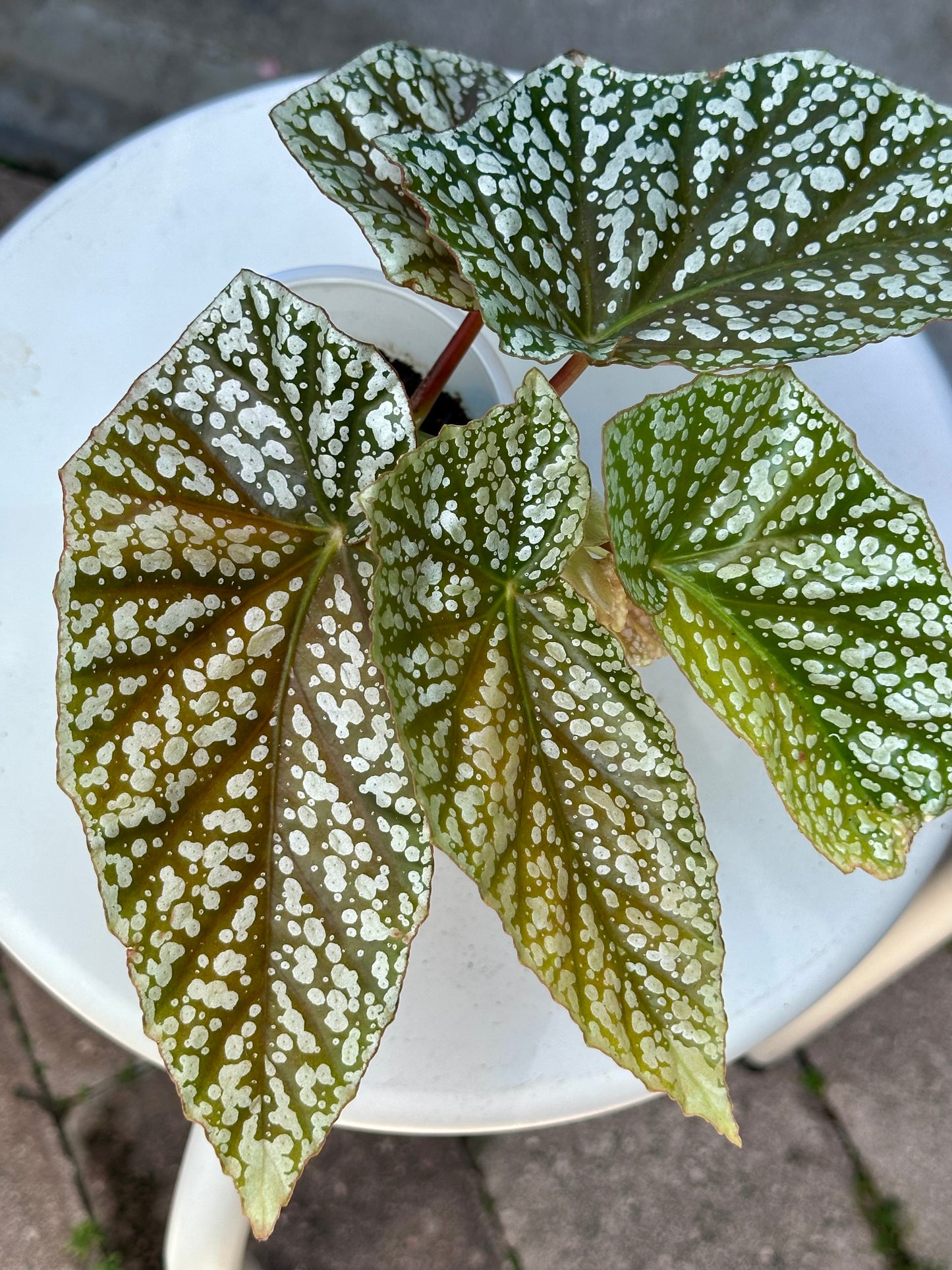 Begonia Snow Capped 3”